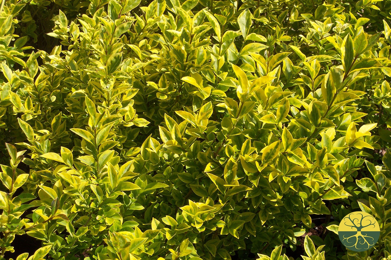 Бирючина обыкновенная золотистая (Ligustrum vulgare) .